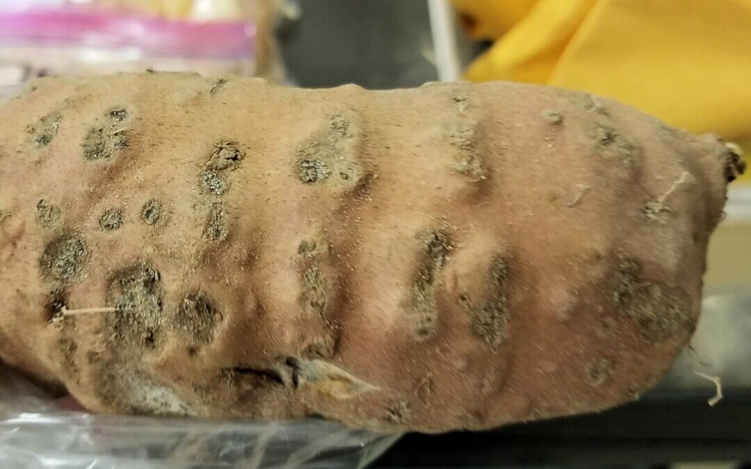 Hard to eradicate roundworm that attacks vegetable plants, found in NT: Biosecurity