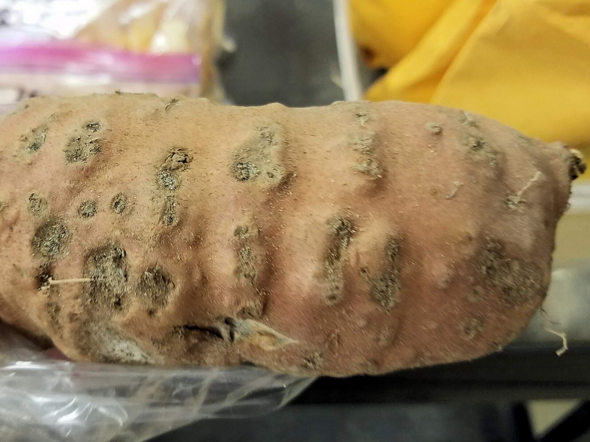 damaged sweet potato pic Cropped