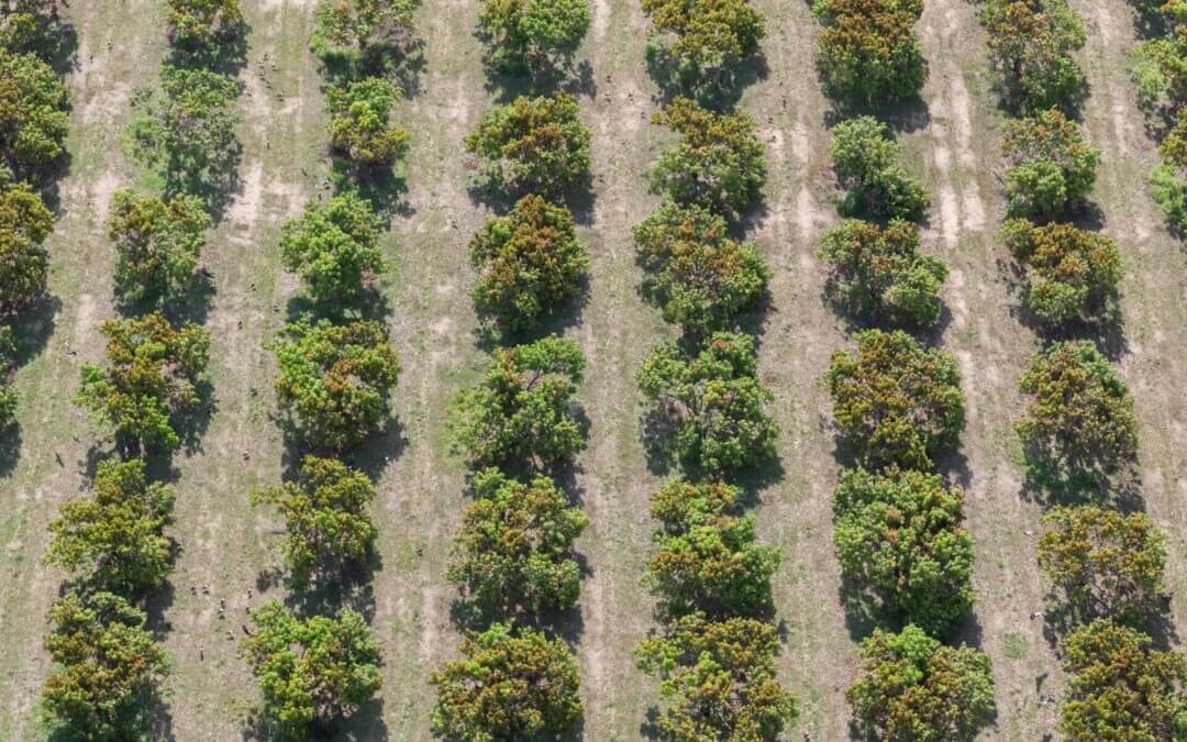 NT rural properties top sales as residential property market stagnates nationwide