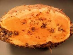 guava root pest pic Cropped