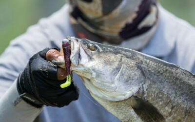 Committee formed to oversee commercial barramundi licence buy-back