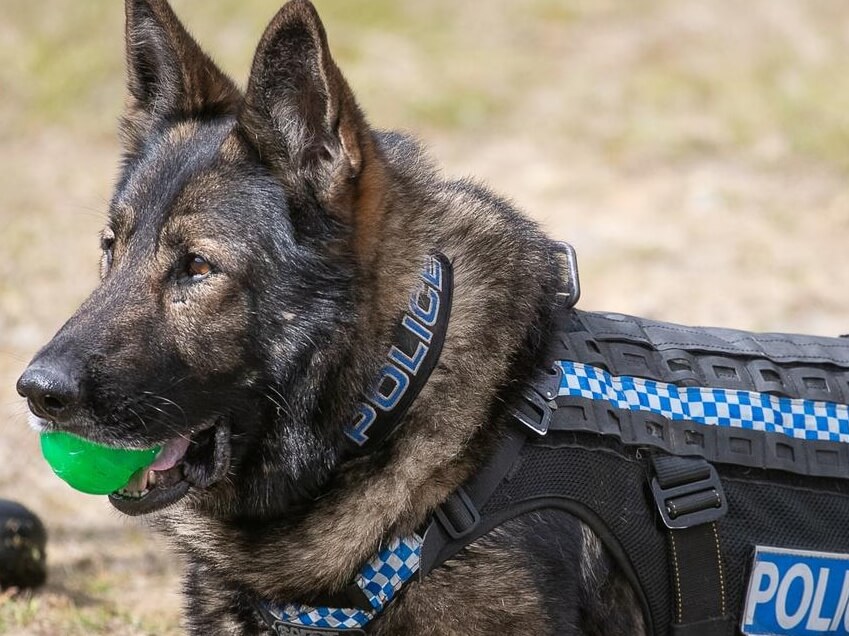 dog unit Cropped