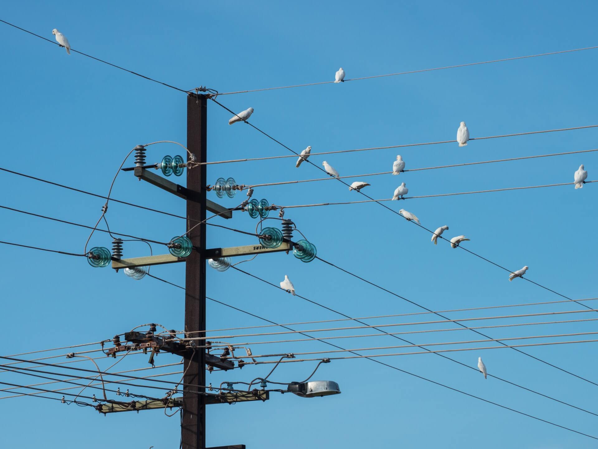 electric posts Cropped