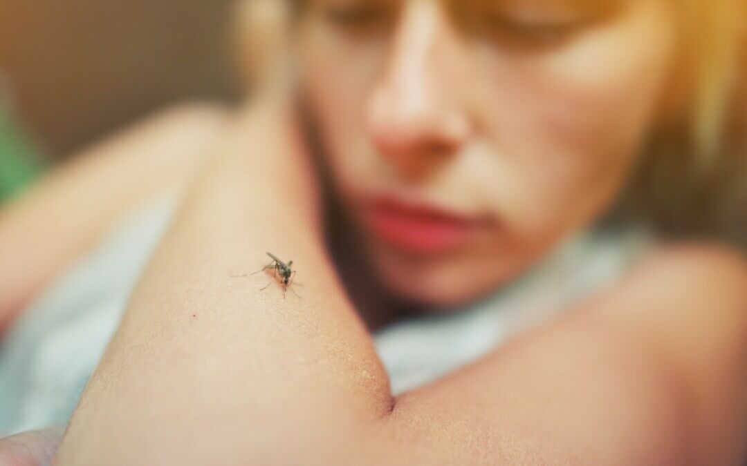 Murray Valley encephalitis found in Darwin mosquitoes