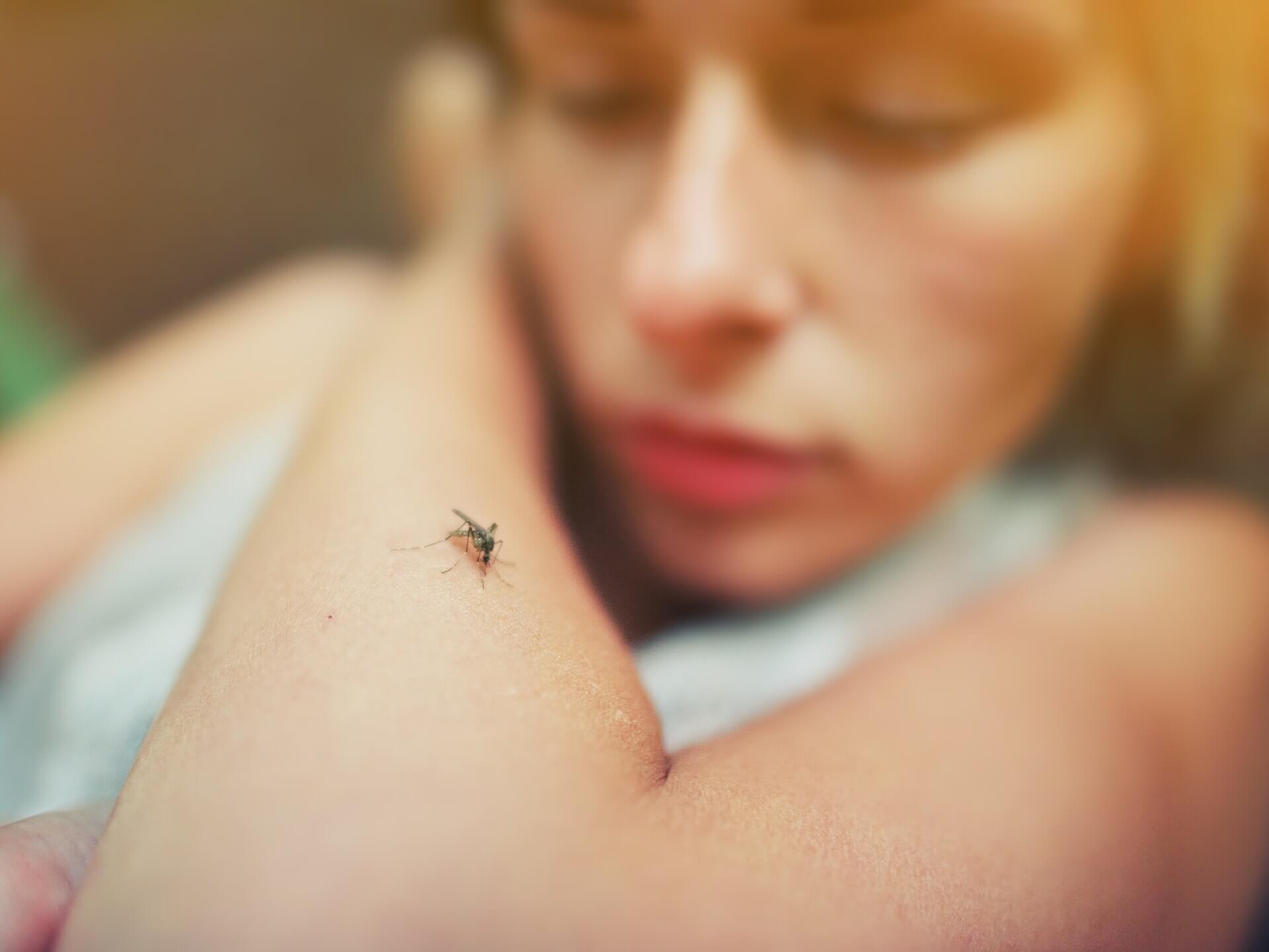 mosquito pic Cropped
