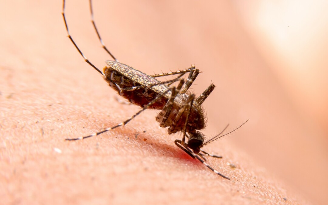NT Health issues warning after death from encephalitis