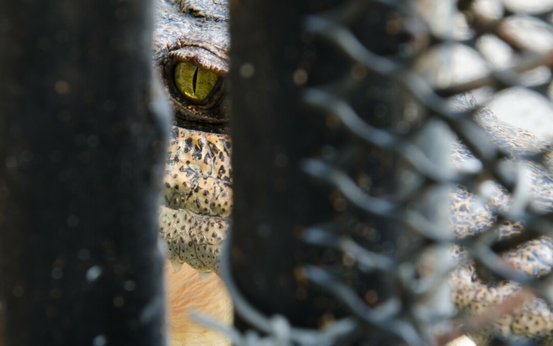 Boy in critical condition after croc attack in Kakadu