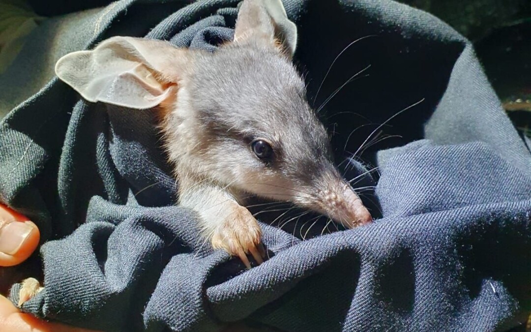 NT wildlife sanctuary part of greater bilby population boom
