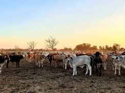 cattle pic Cropped