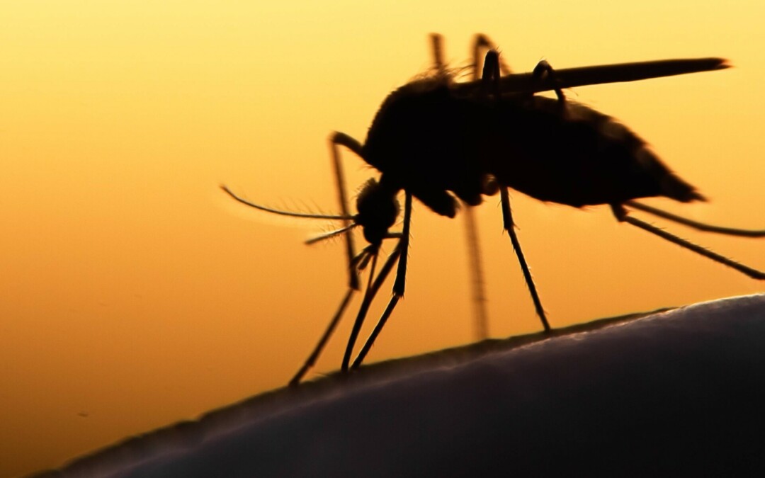 Health warning after two deaths from Murray Valley encephalitis in the NT