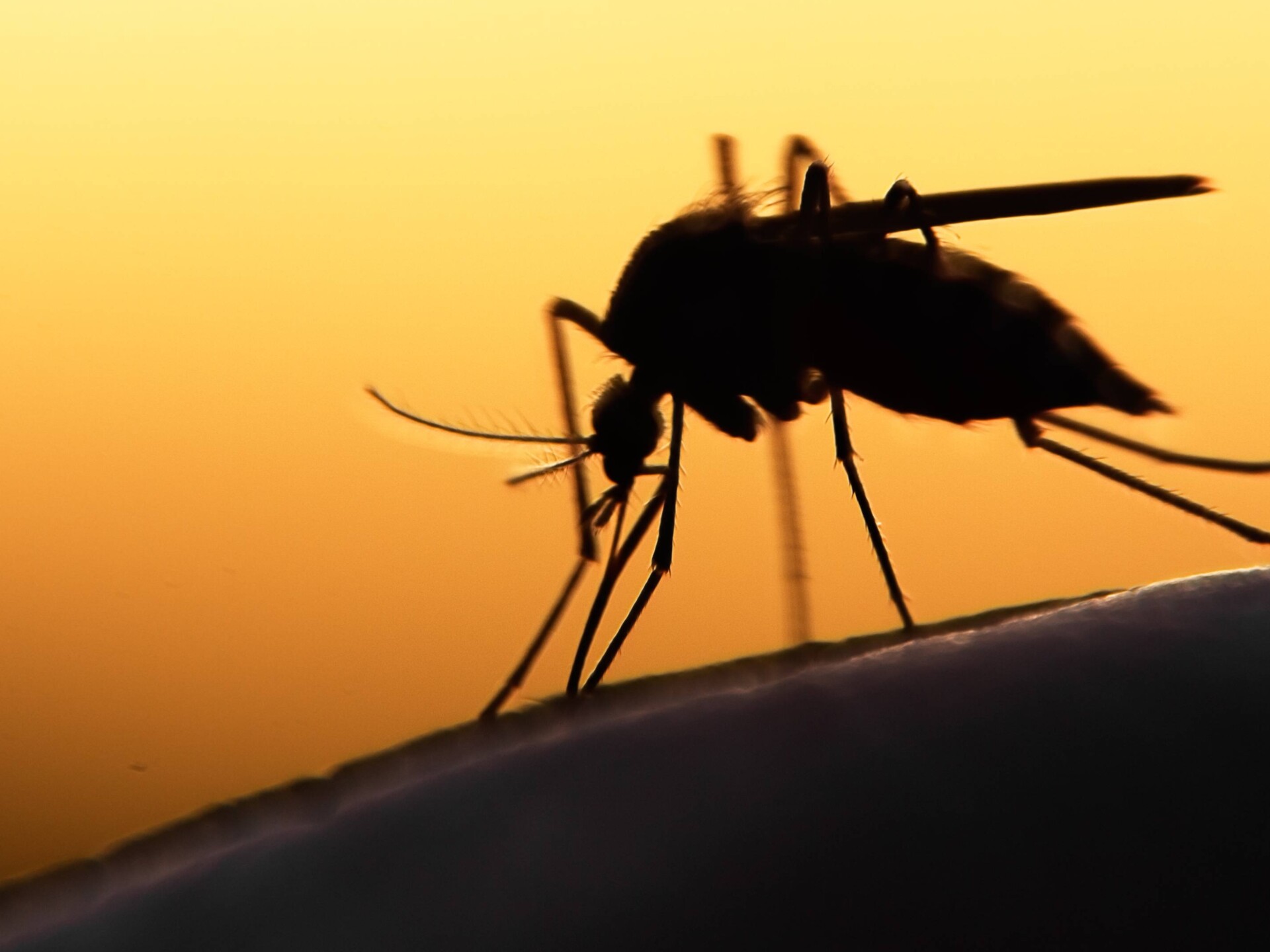 mosquito pic Cropped