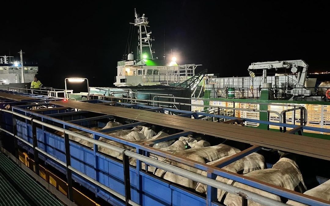 1,800 cattle unloaded from live export ship following engine failure at Darwin Port