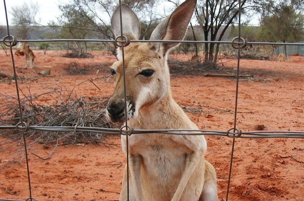 Research shows red kangaroos grow faster north of the dingo fence