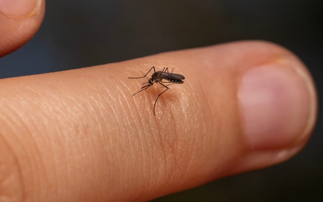 NT Health issues public health alert due to deaths from Murray Valley encephalitis outbreak