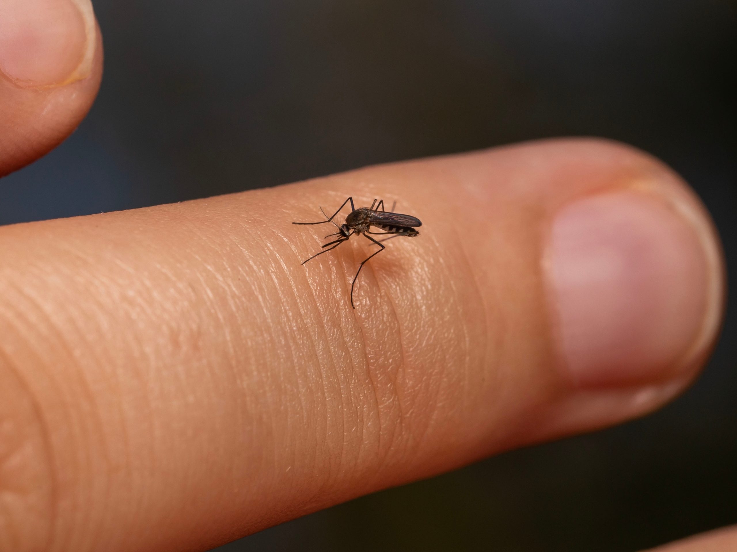 Mosquito Cropped
