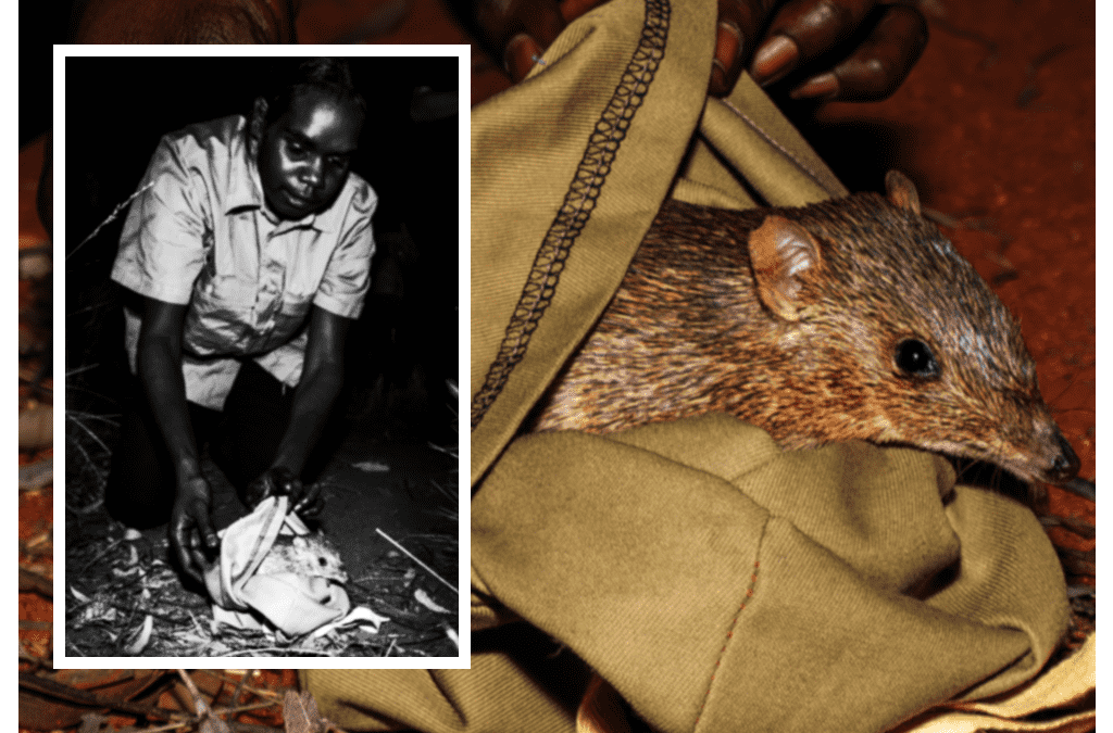 Golden bandicoots reintroduced into central Australia in restoration project