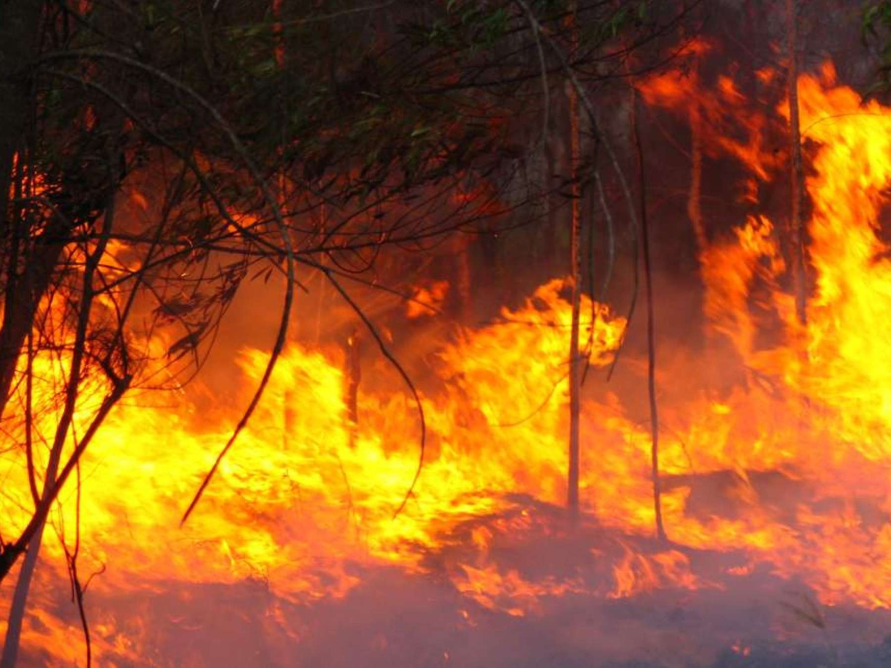 bushfire pic Cropped