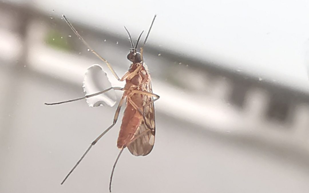 CDU to use genomics to investigate livestock industry biosecurity risks from biting midges