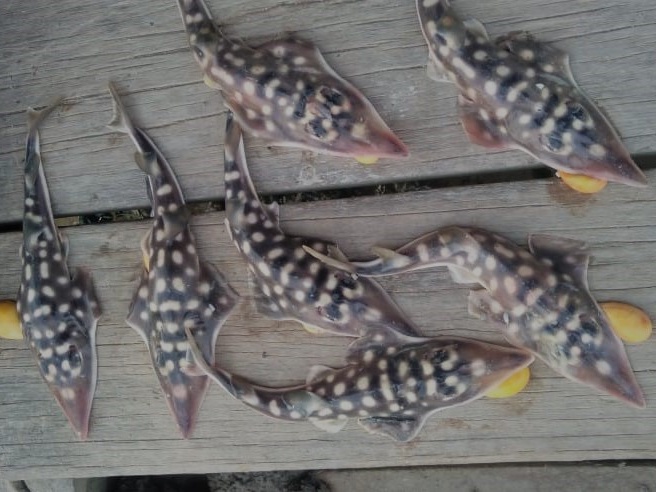 endangered fish – Photo Cropped