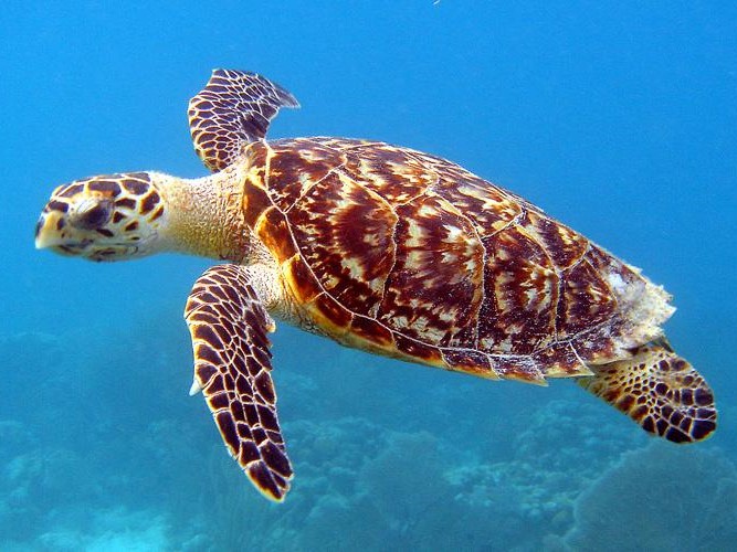 Impact of climate change on northern Australia’s turtles to be studied