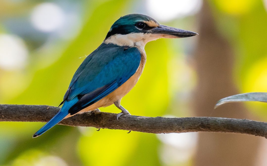 Territorians encouraged to be part of tenth annual Aussie Bird Count