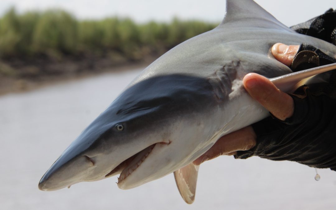Project aims to reduce ‘incidental’ ray and shark catch
