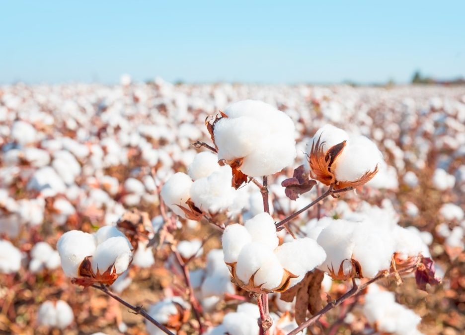 CDU to research rain-fed cotton efficiency