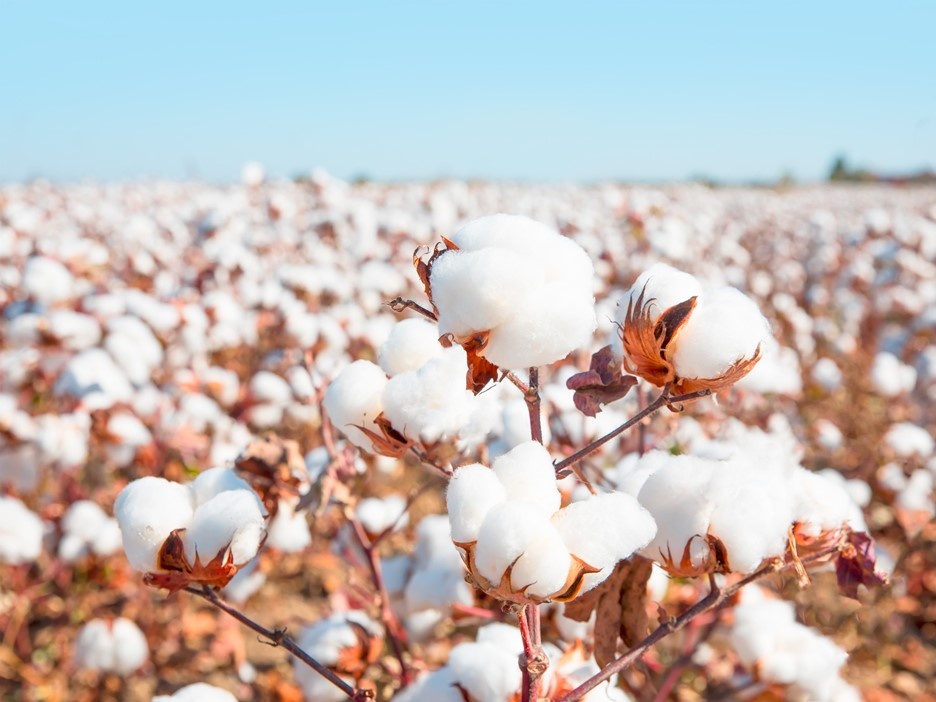 cotton-field pic Cropped
