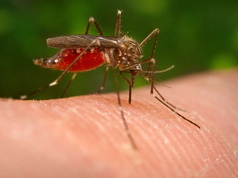 mosquito pic