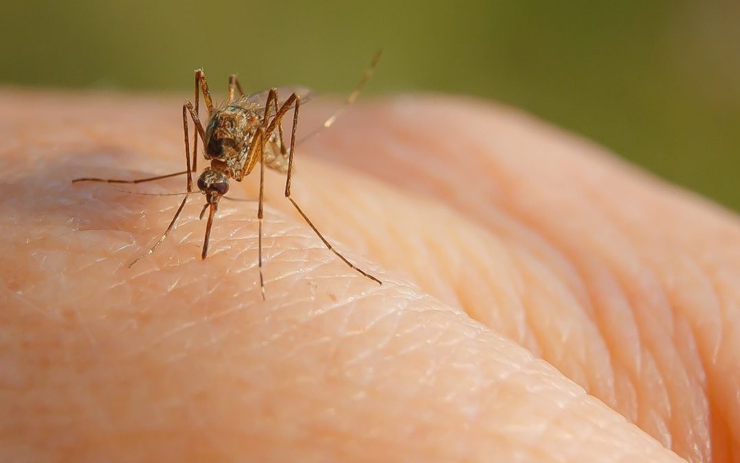Deadly mosquito-borne encephalitis detected in Top End, Barkly region