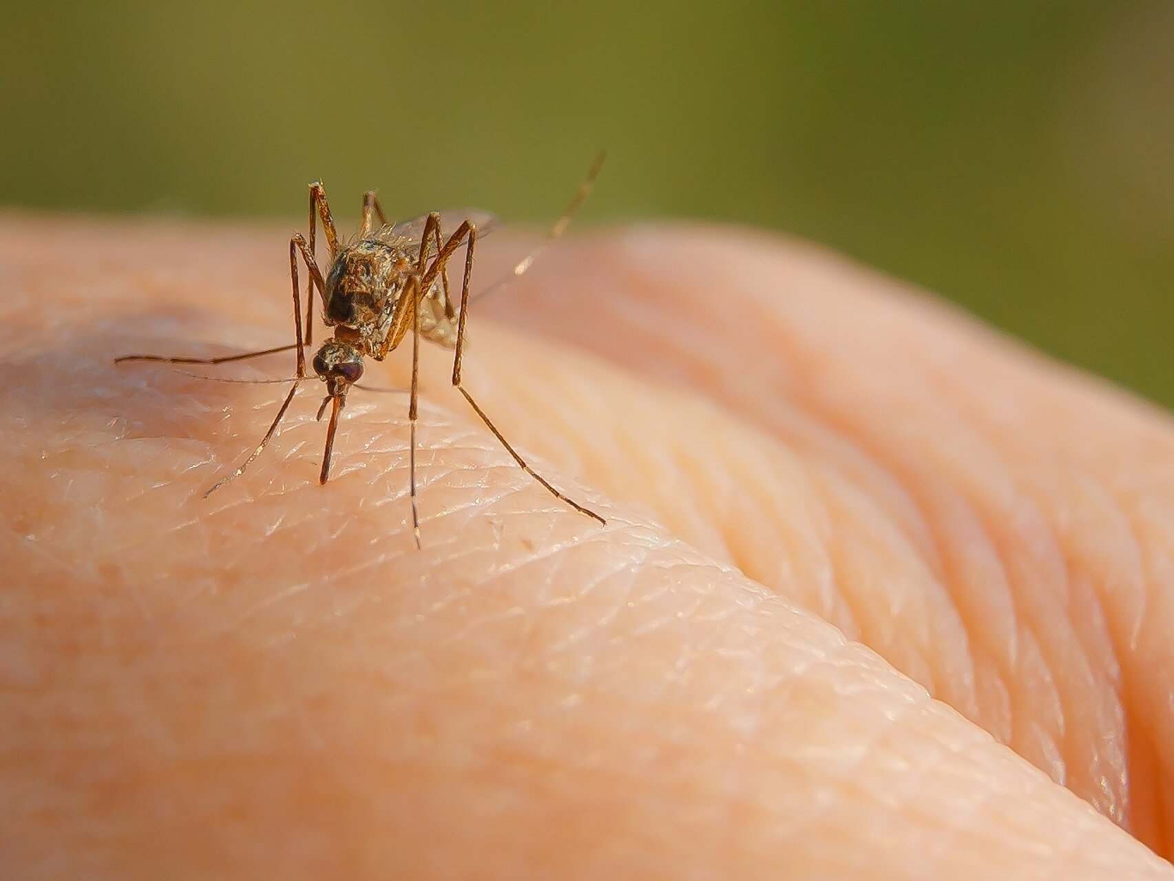 mosquito pic