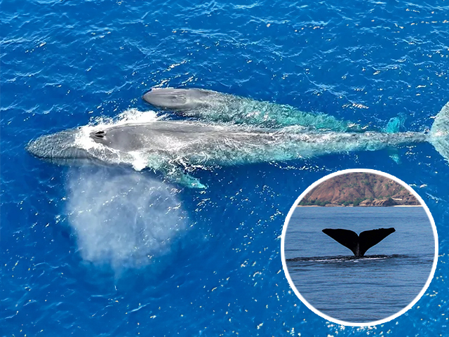 Rare footage reveals intimate family lives of blue whales-Timor Leste