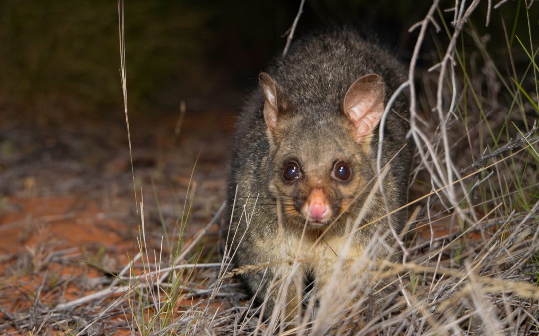 Rare brushtail possums returned to Central Australia after believed extinct in the region