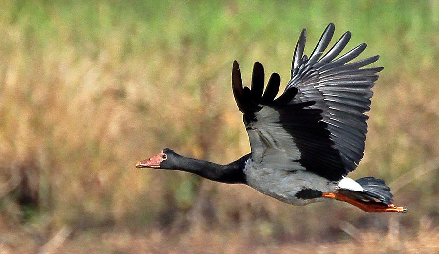 water-fowl pic