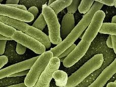 melioidosis pic Cropped