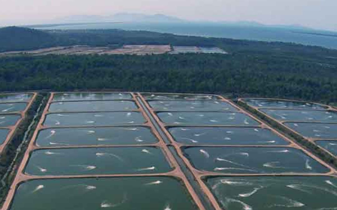 Project Sea Dragon set for liquidation after failed court appeal