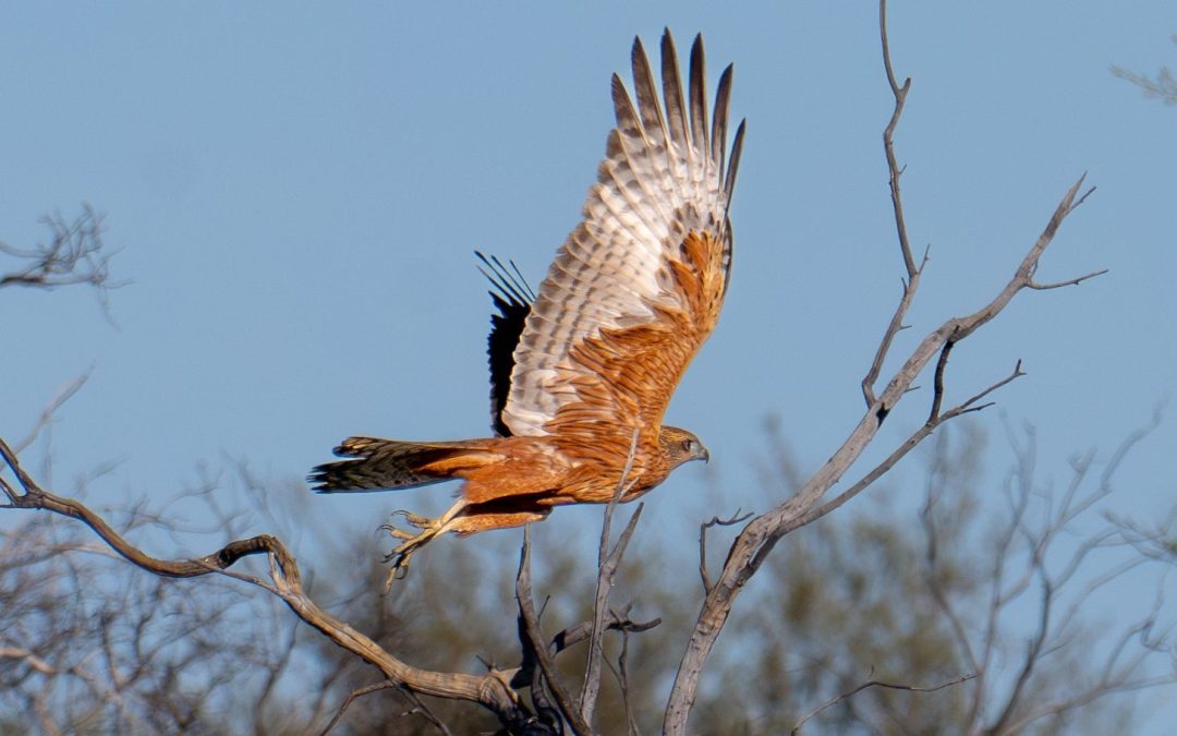 Australia’s rarest bird of prey photographed in Central Australia for the first time in 30 years