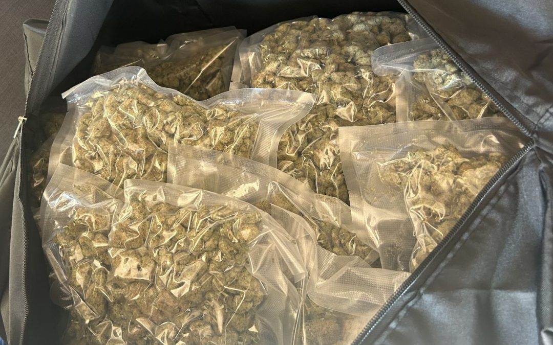 Major drug bust involving Vietnamese crime syndicate ends in three arrests, 113kgs of cannabis seized