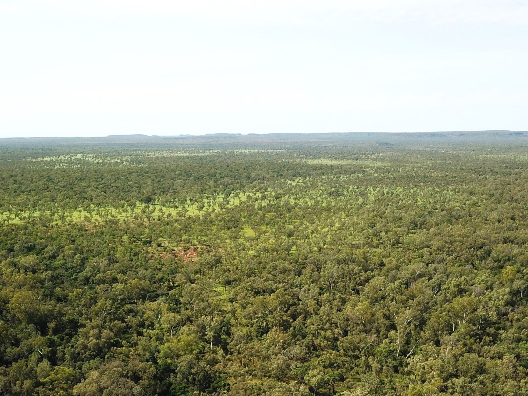 Tropical savanna at Claravale Station Cropped