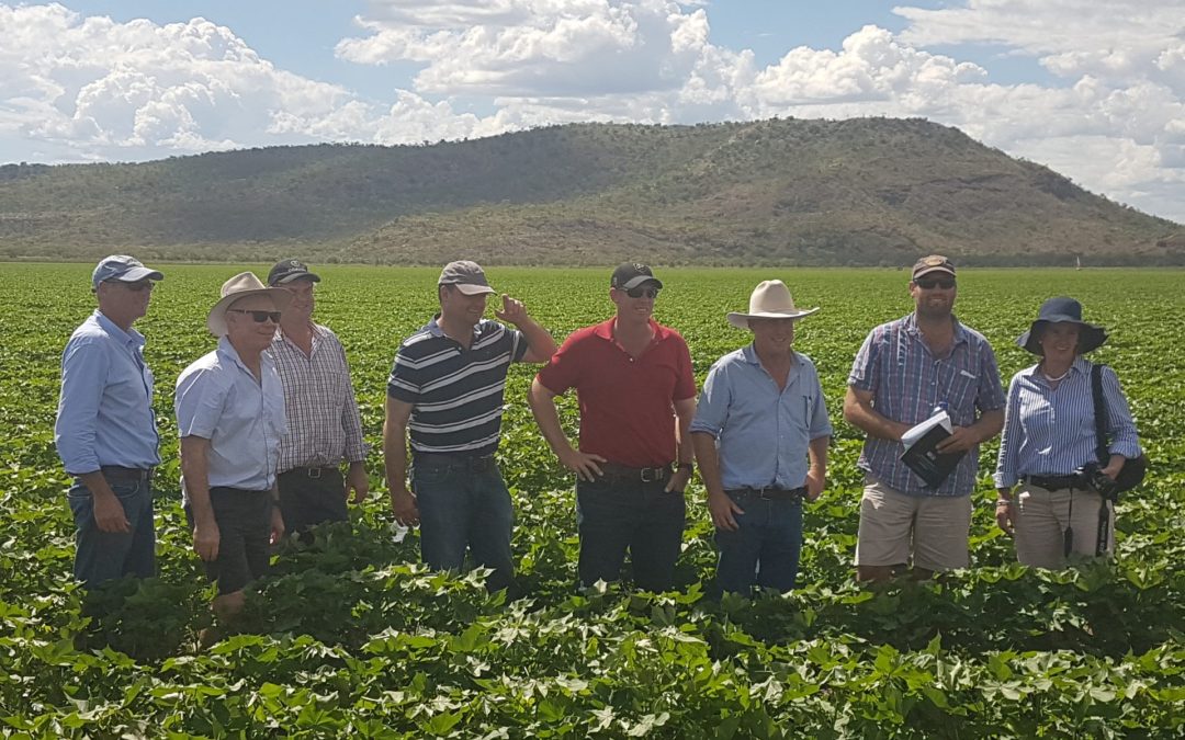Federal Government to review controversial NT cotton development