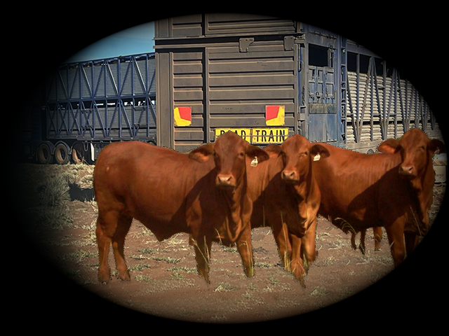 Charges laid over alleged cattle duffing incident