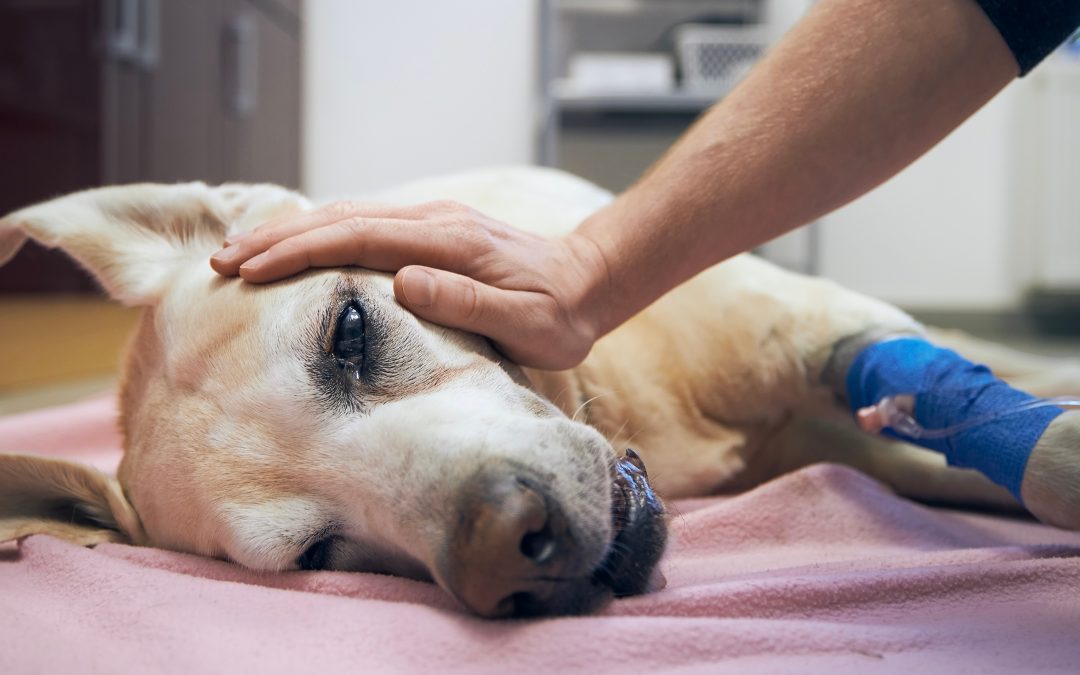 Suspected dog poisonings spark warning from Animal Welfare
