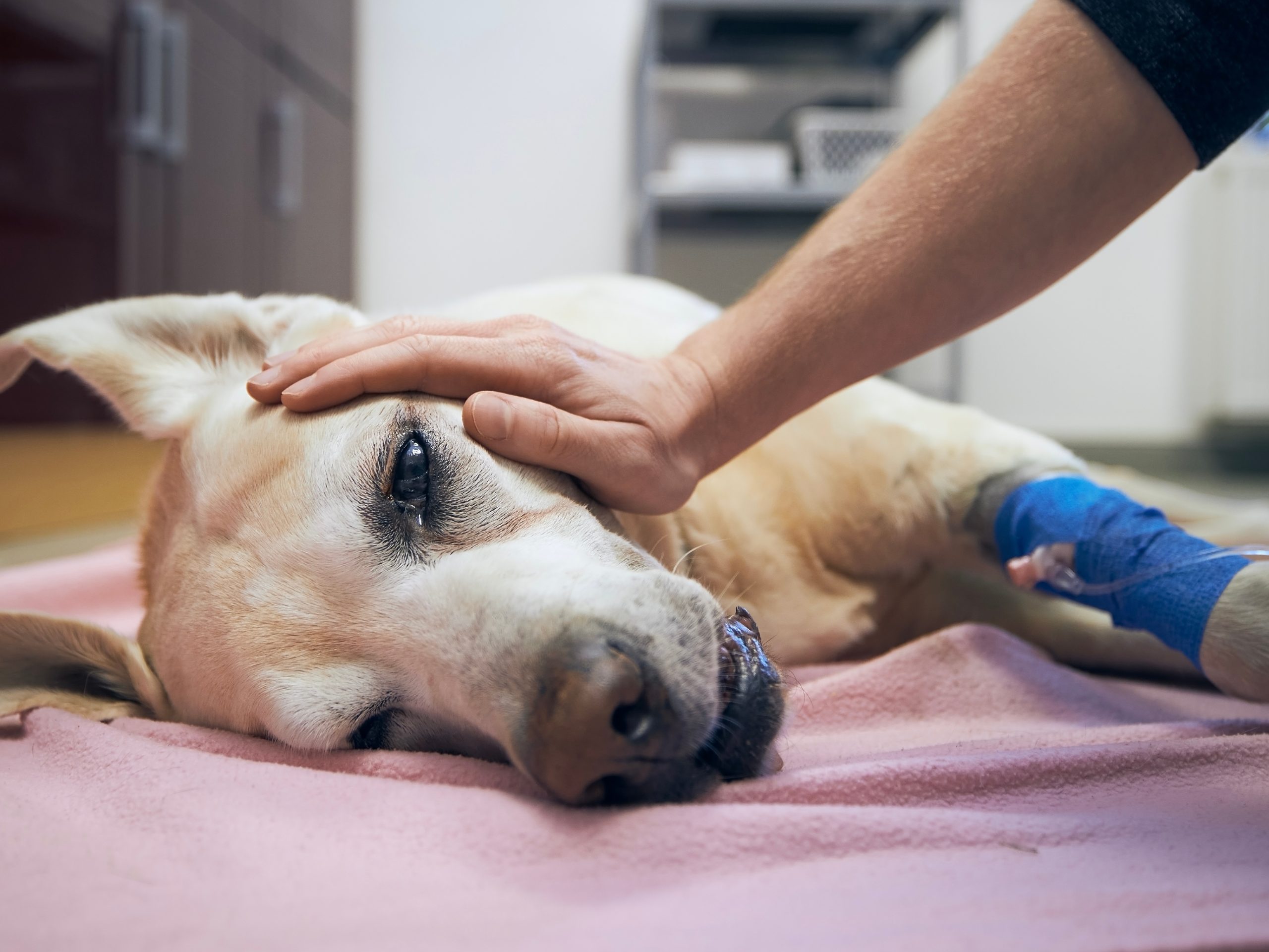 Dog poisonings Nightcliff