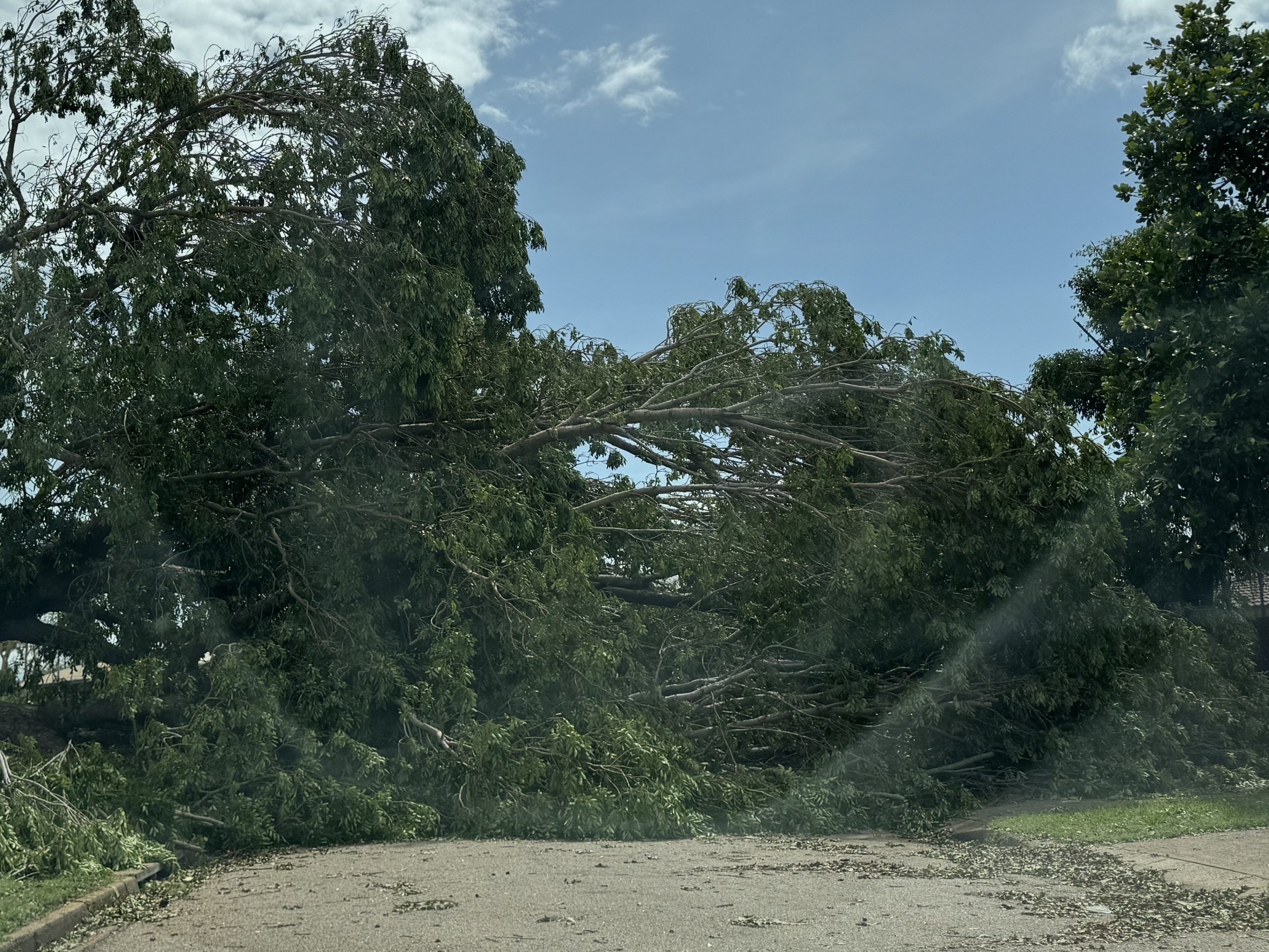 Cyclone Fina tree damage northern suburbs Cropped (1)