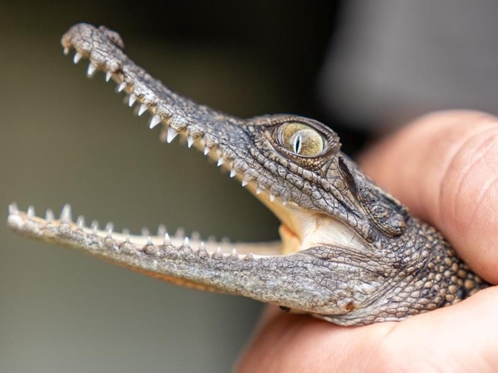 Pet crocodile Cropped