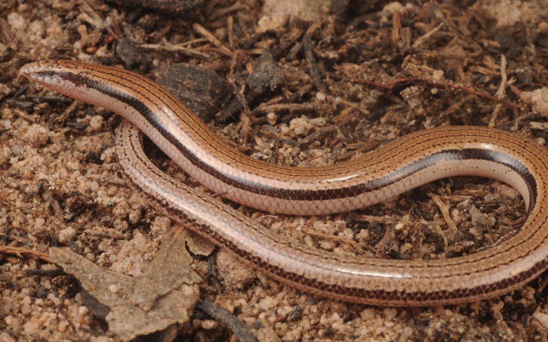 New species of NT skink named by scientists