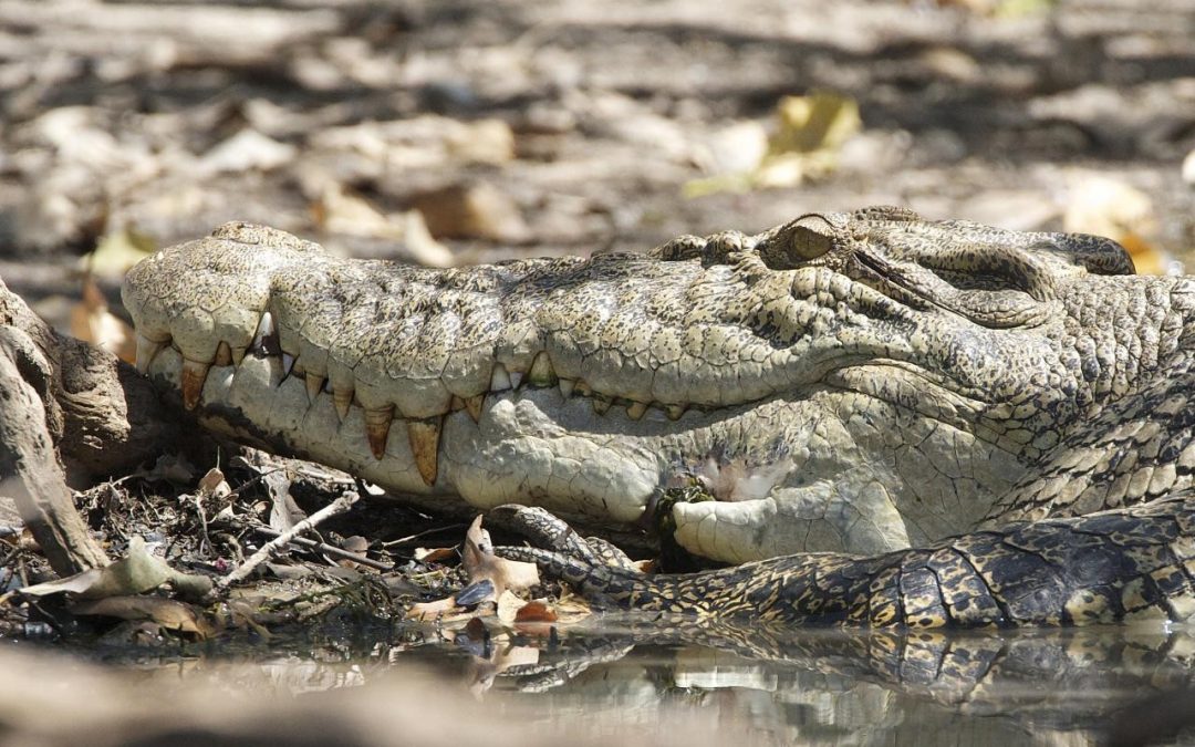 What we know about croc numbers in the NT after surge in floodwater sightings