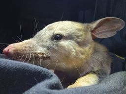 Bilby comeback gathers pace as numbers quadruple across sanctuaries, AWC says
