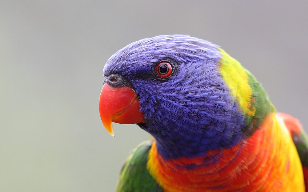 Red-collared lorikeet tops NT bird count survey