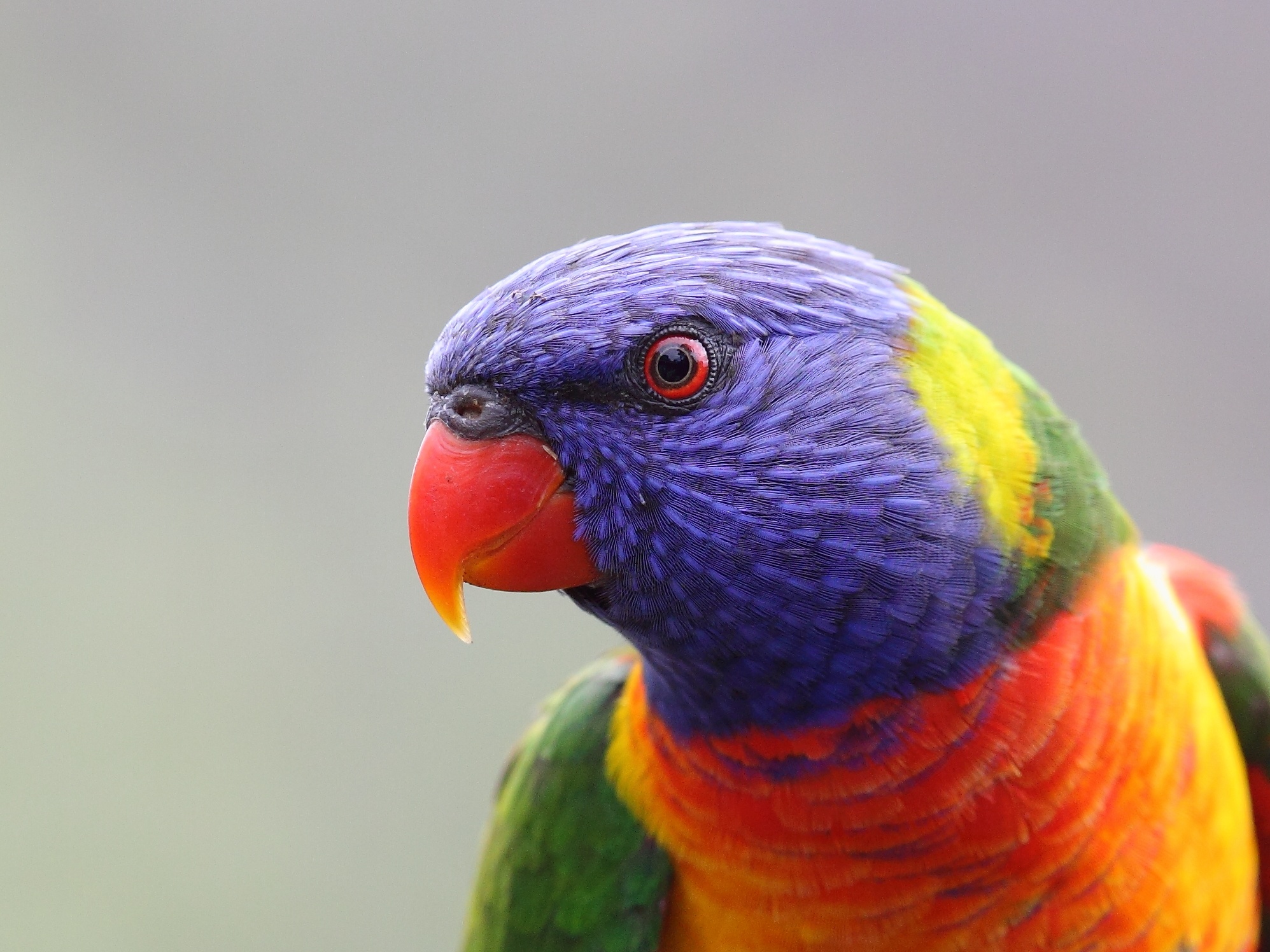 Rainbow Lorikeet – Andrew Silcocks Cropped